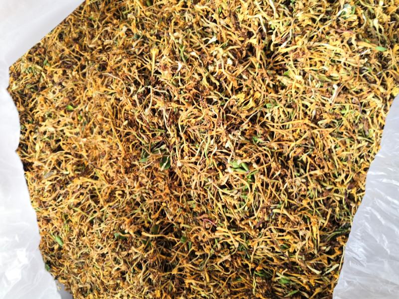 云南野生金银花可视频