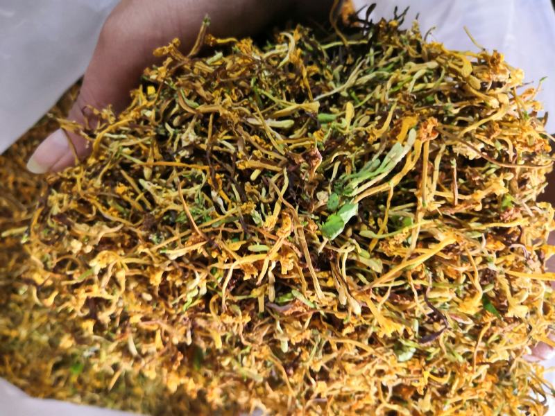 云南野生金银花可视频
