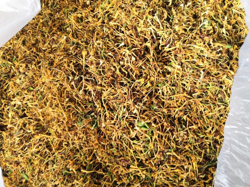 云南野生金银花可视频