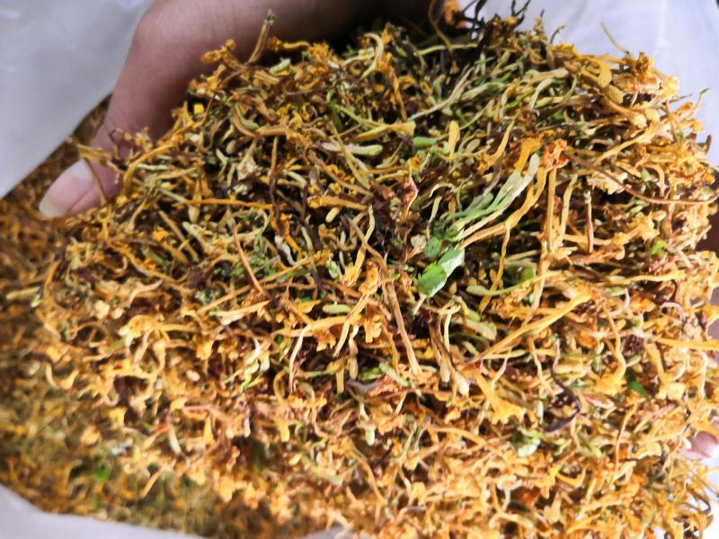 云南野生金银花可视频