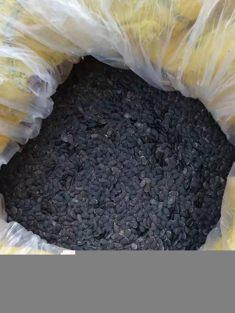 络用丝瓜子杂交丝瓜络籽食用老丝瓜籽可榨油可种可喂鸟
