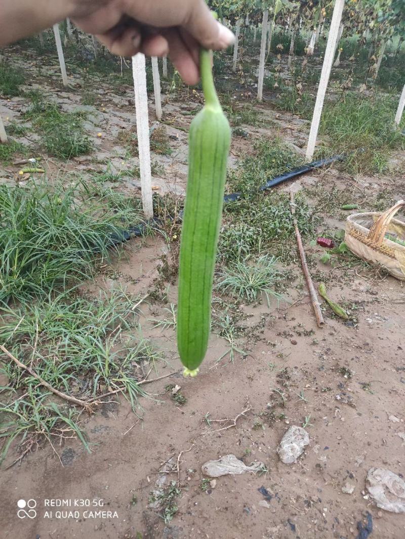 络用丝瓜子杂交丝瓜络籽食用老丝瓜籽可榨油可种可喂鸟