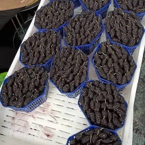 桑葚果量大货好可以产地看货周期两个月甜度高颗粒大