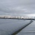 海涂沙地种植的正宗8424和美都黑籽大棚西瓜带藤叶采摘