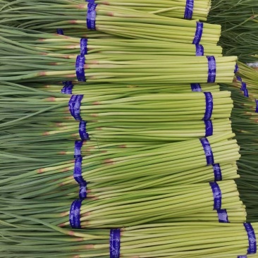 精品红帽蒜苔大量供应，干谭，电商，发往全国各地