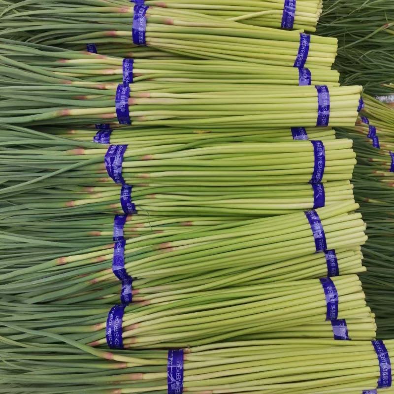 精品红帽蒜苔大量供应，干谭，电商，发往全国各地