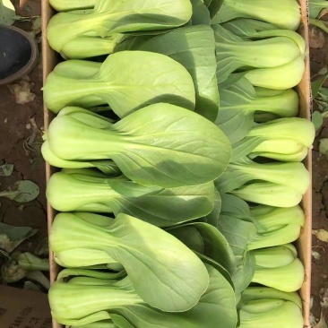 精品小油菜精品上海青精品快菜（上海青）精品小油菜