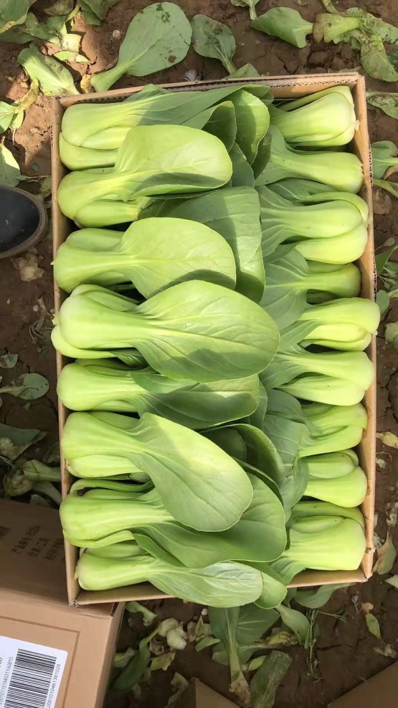 精品小油菜精品上海青精品快菜（上海青）精品小油菜