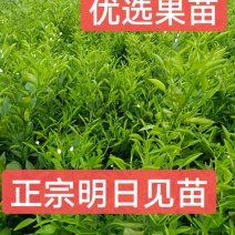 正宗明日见果苗，原产地发货，苗木健康粗壮漂亮果实脆甜多汁