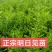 正宗明日见果苗，原产地发货，苗木健康粗壮漂亮果实脆甜多汁