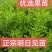 正宗明日见果苗，原产地发货，苗木健康粗壮漂亮果实脆甜多汁