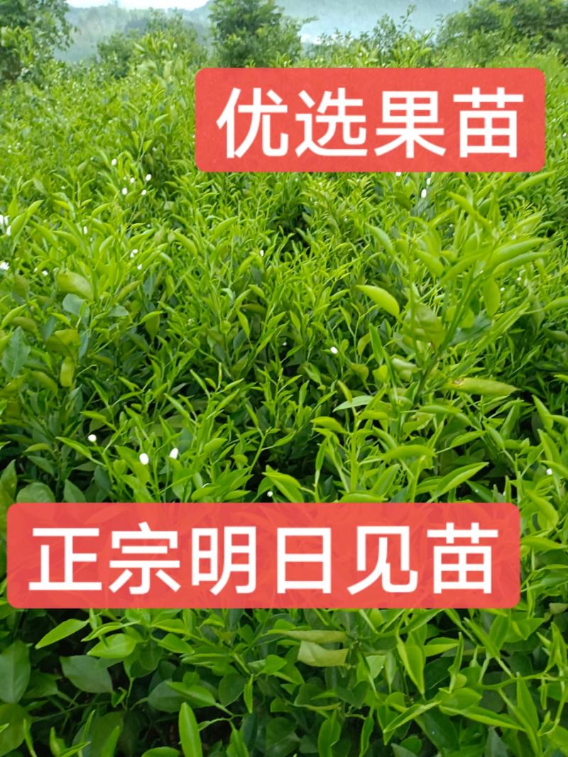 正宗明日见果苗，原产地发货，苗木健康粗壮漂亮果实脆甜多汁