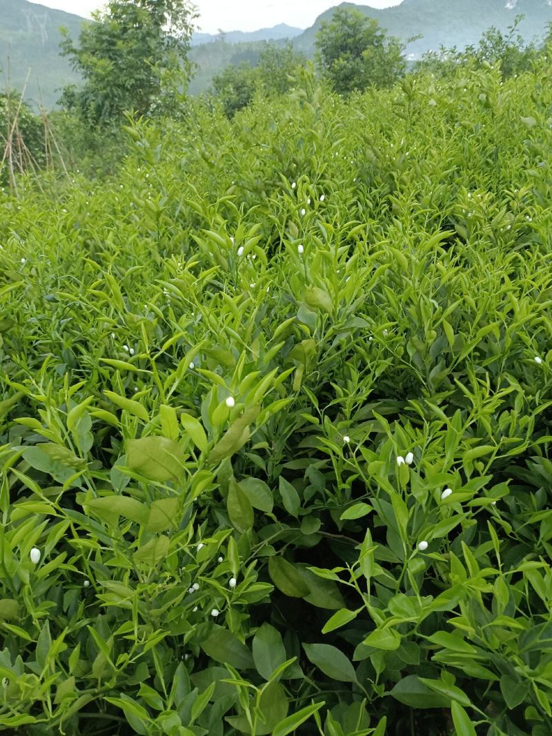 正宗明日见果苗，原产地发货，苗木健康粗壮漂亮果实脆甜多汁