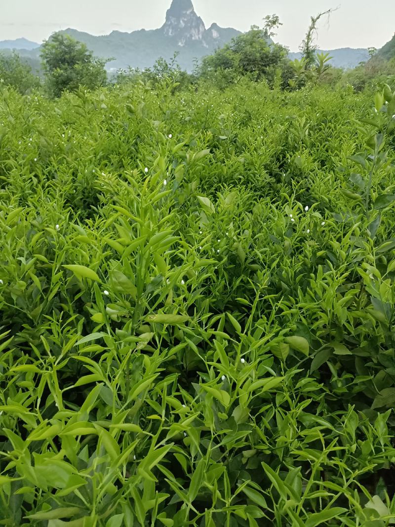 正宗明日见果苗，原产地发货，苗木健康粗壮漂亮果实脆甜多汁