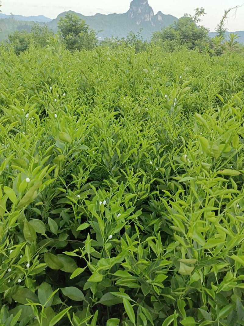 正宗明日见果苗，原产地发货，苗木健康粗壮漂亮果实脆甜多汁