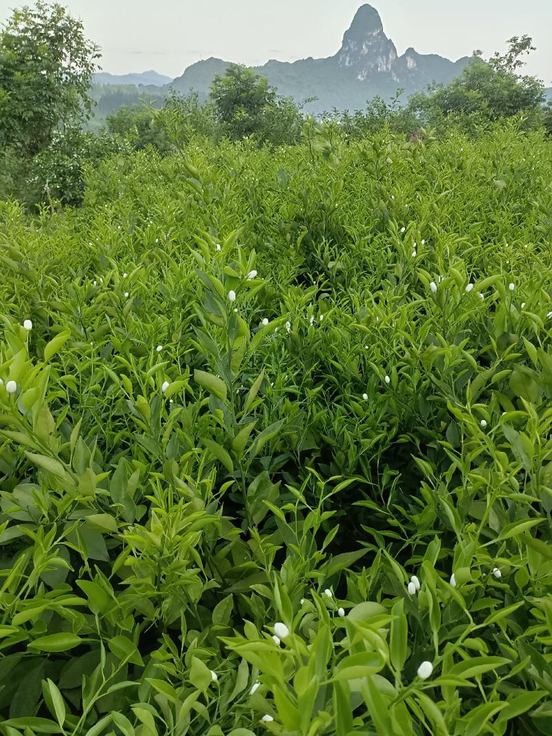 正宗明日见果苗，原产地发货，苗木健康粗壮漂亮果实脆甜多汁