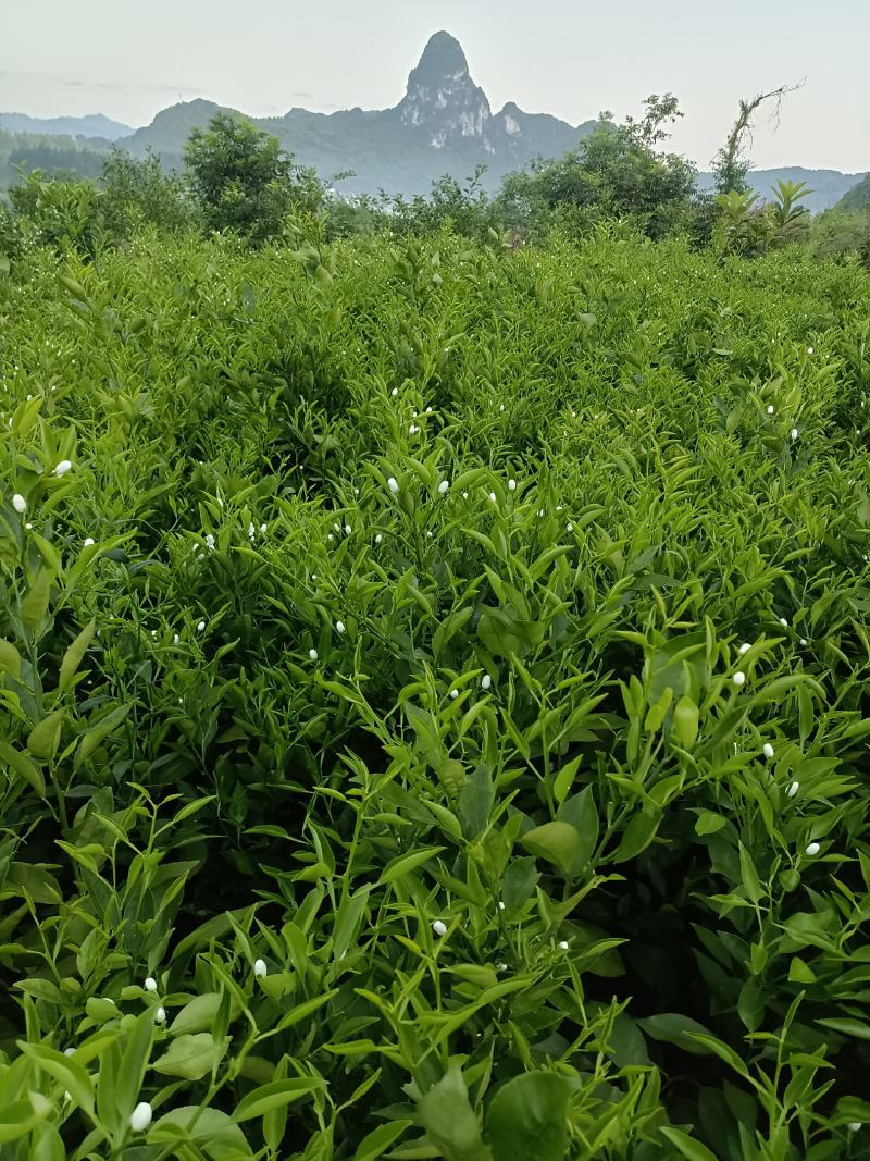 正宗明日见果苗，原产地发货，苗木健康粗壮漂亮果实脆甜多汁