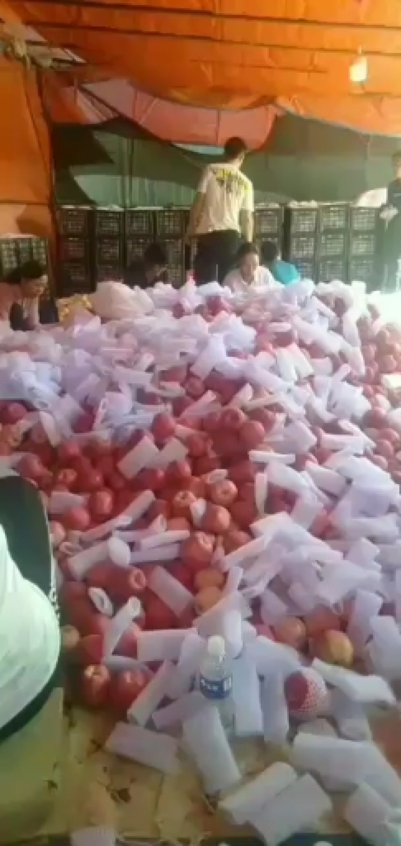 秦安高山红富士脆甜，色好纸代，库存大量有货欢迎全国客商。