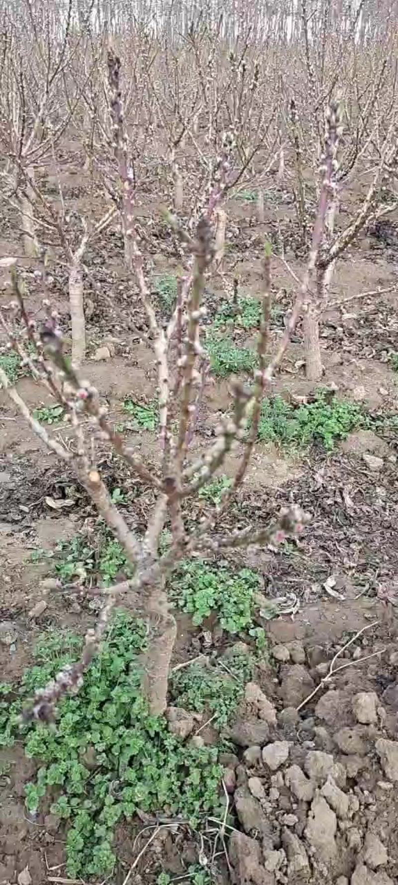 寿星桃苗、、盆景🪴果桃🍑
