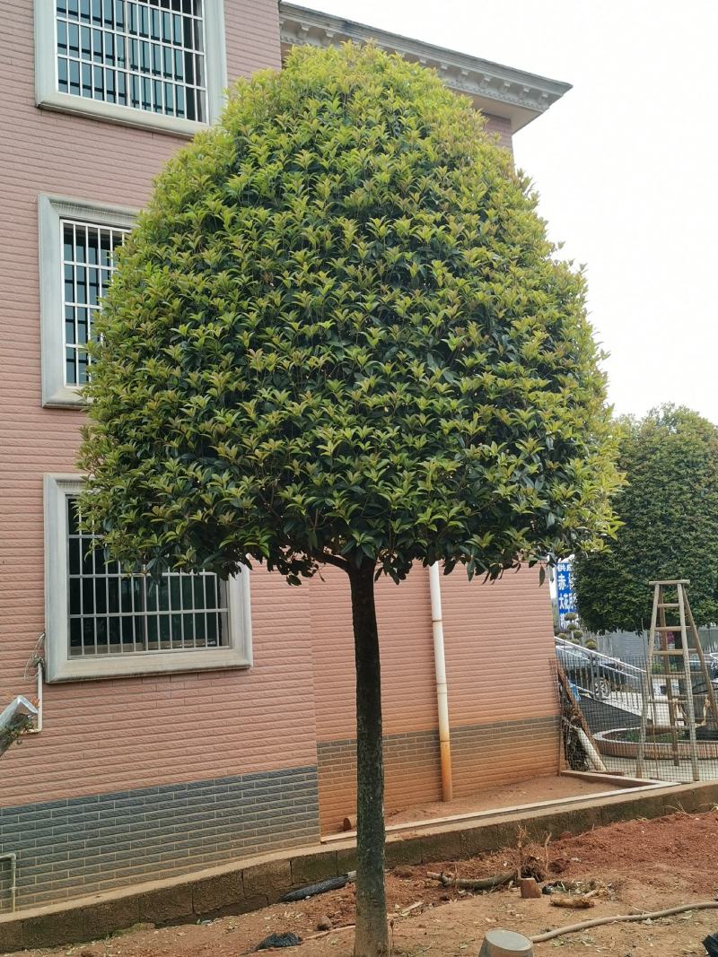 桂花八月桂四季桂丹桂桂花小苗球类1一30公分基地直销