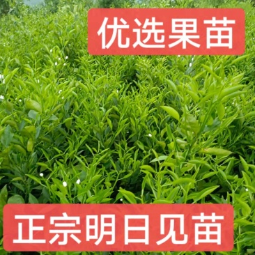 正宗明日见大苗又名啊斯蜜，苗木健康粗壮漂亮，果肉细嫩多汁