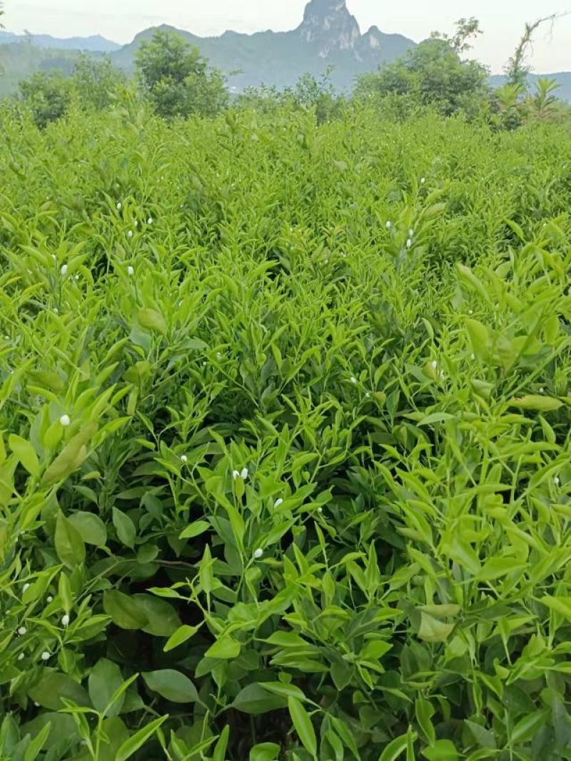 正宗明日见大苗又名啊斯蜜，苗木健康粗壮漂亮，果肉细嫩多汁