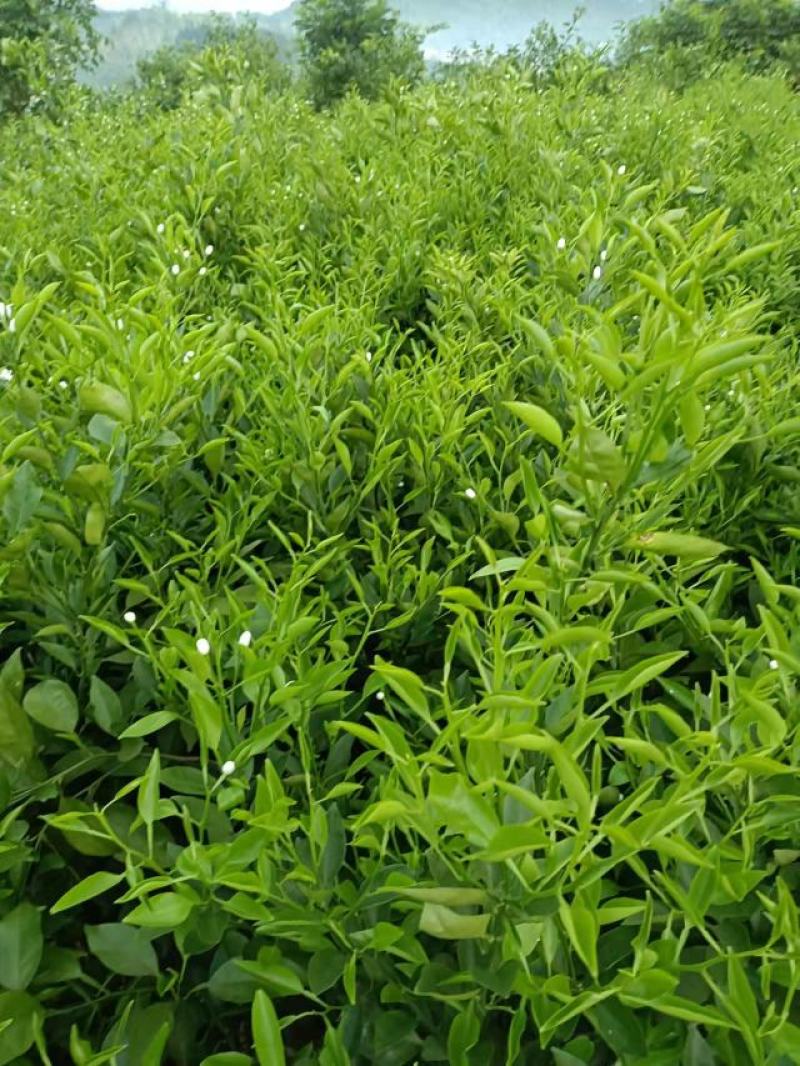 正宗明日见大苗又名啊斯蜜，苗木健康粗壮漂亮，果肉细嫩多汁