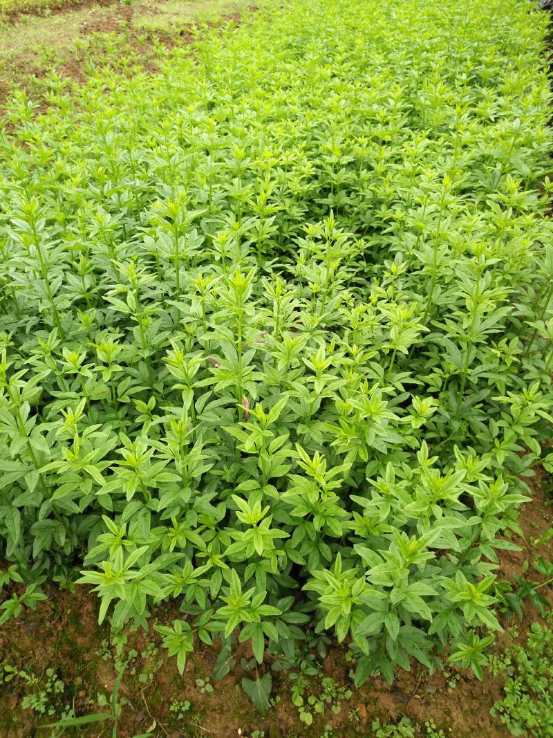迎春花报春花云南黄素馨20一150cm苗青护坡苗