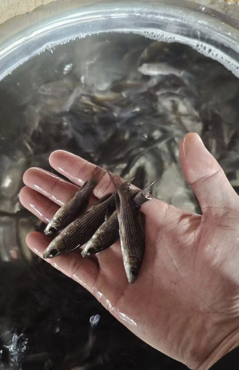 岩原鲤鱼苗岩鲤鱼苗，高端鱼苗，包质量送货上门