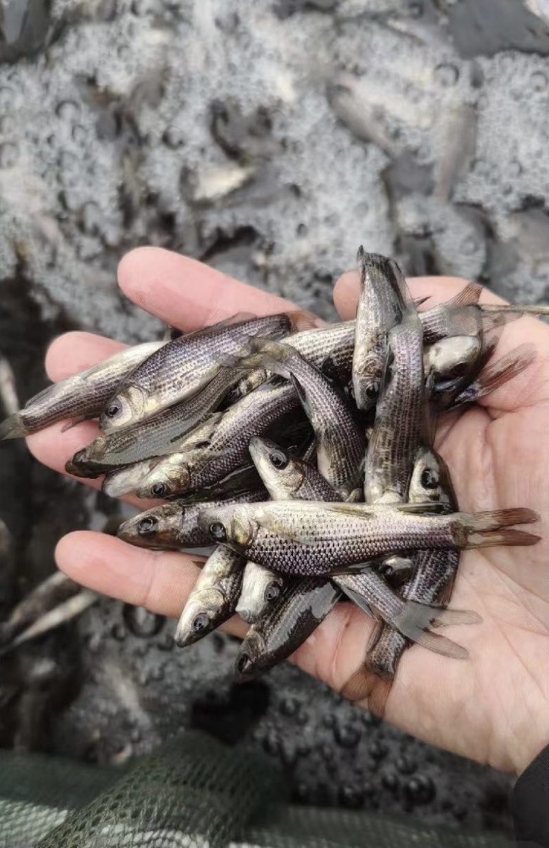岩原鲤鱼苗岩鲤鱼苗，高端鱼苗，包质量送货上门