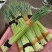 蒜苔精品红帽蒜苔，代发各大超市电商及各大市场。欢迎你的