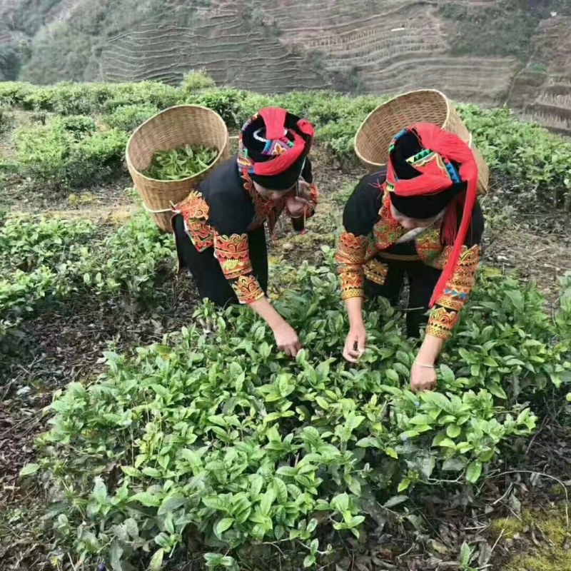 【推荐】正宗云南滇红茶品质保证诚信经营欢迎老板下单