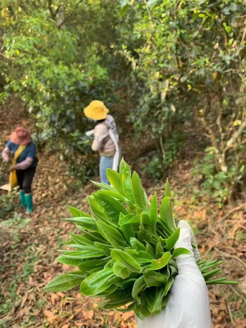【推荐】正宗云南滇红茶品质保证诚信经营欢迎老板下单