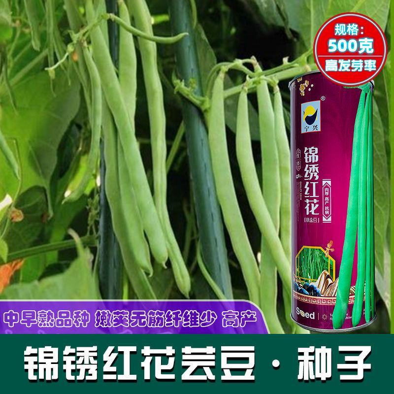 锦绣红花小金豆种子豆角芸豆种籽四季豆扁豆春季秋季蔬菜孑籽