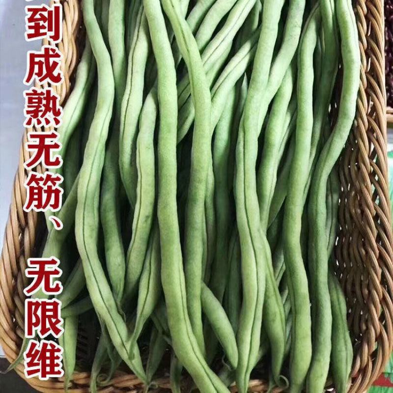 锦绣红花小金豆种子豆角芸豆种籽四季豆扁豆春季秋季蔬菜孑籽