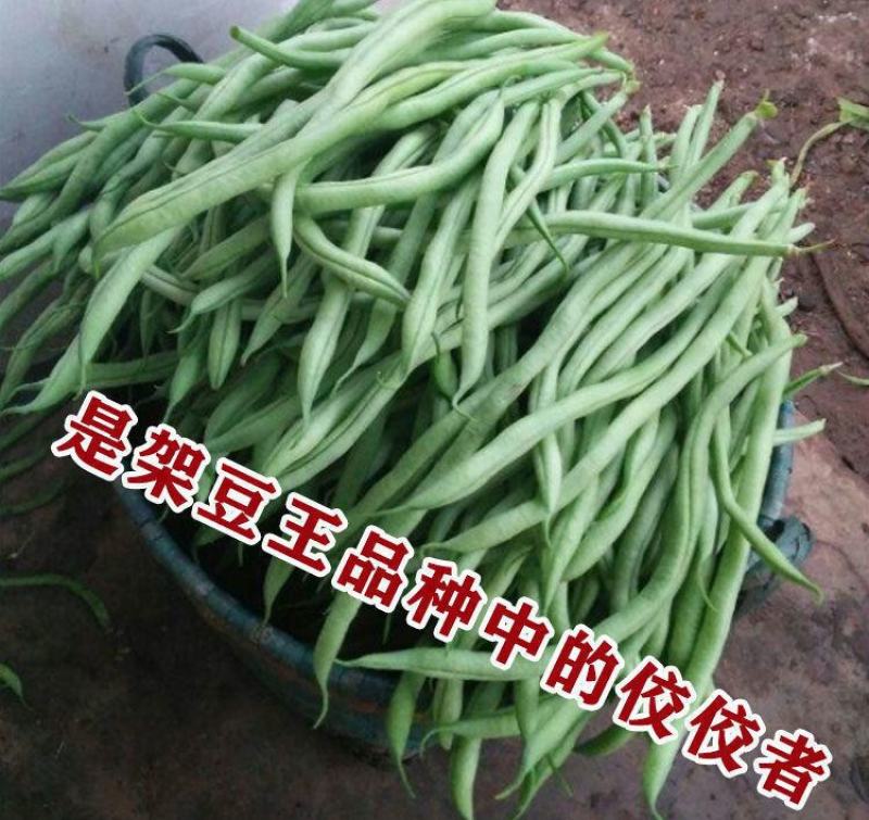锦绣红花小金豆种子豆角芸豆种籽四季豆扁豆春季秋季蔬菜孑籽