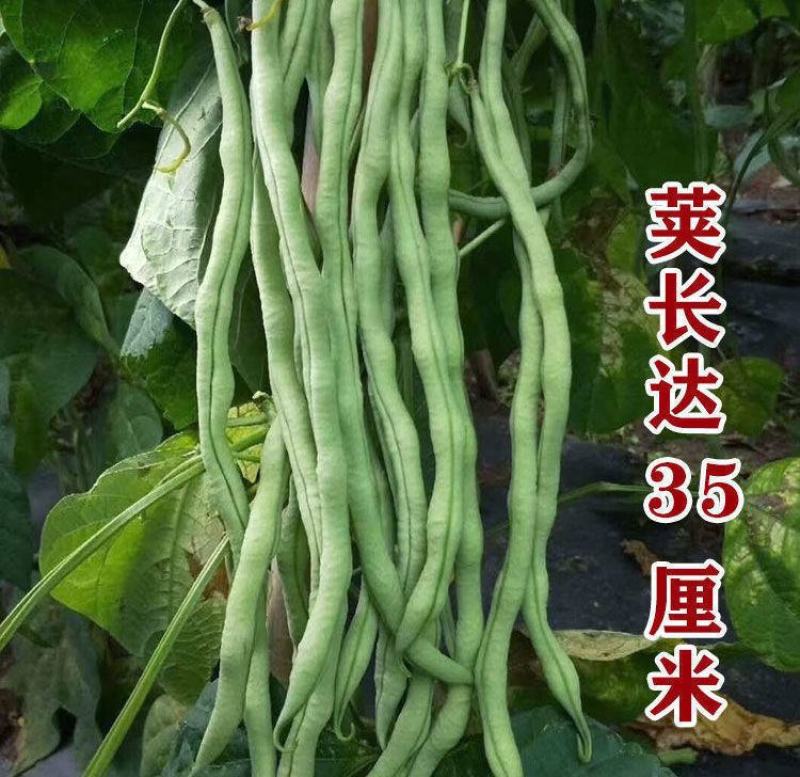 锦绣红花小金豆种子豆角芸豆种籽四季豆扁豆春季秋季蔬菜孑籽