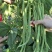 锦绣红花小金豆种子豆角芸豆种籽四季豆扁豆春季秋季蔬菜孑籽