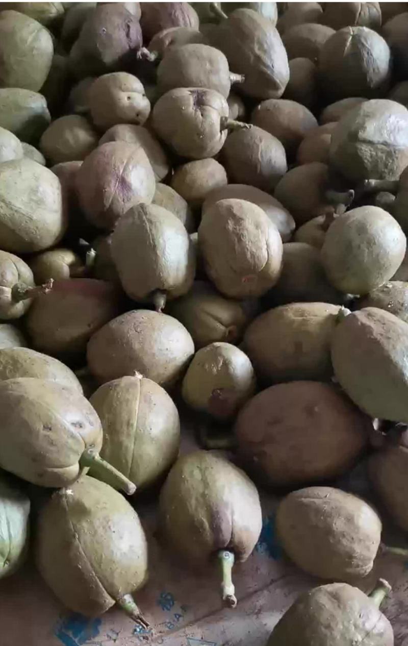 发财树种子