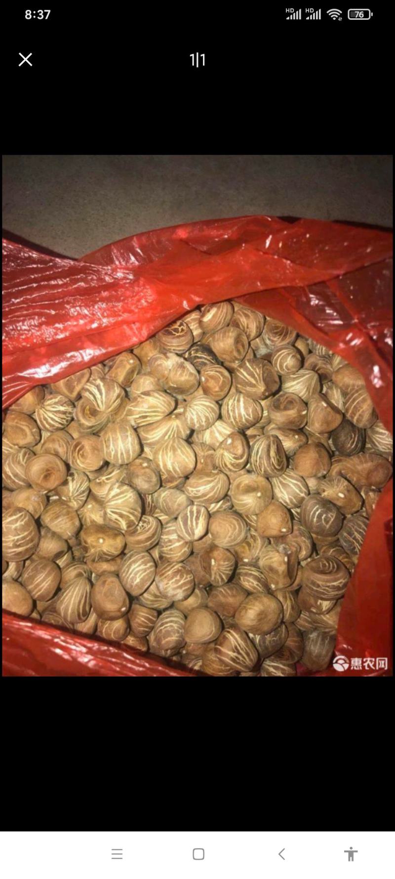 发财树种子