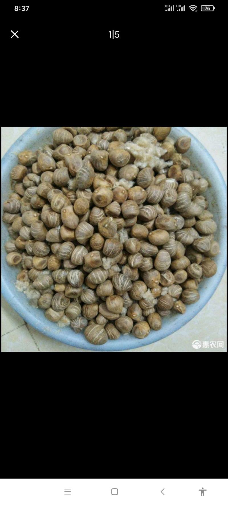 发财树种子