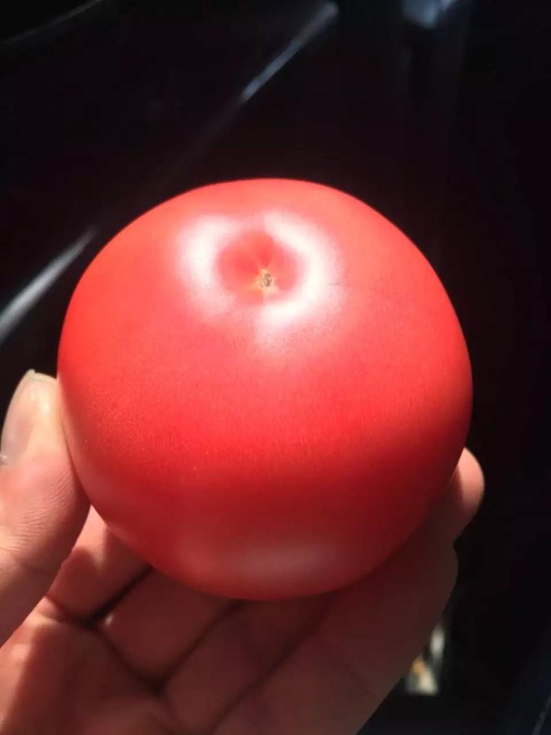 粉都春宝番茄种子果形，高硬度颜色和亮度都大果300克