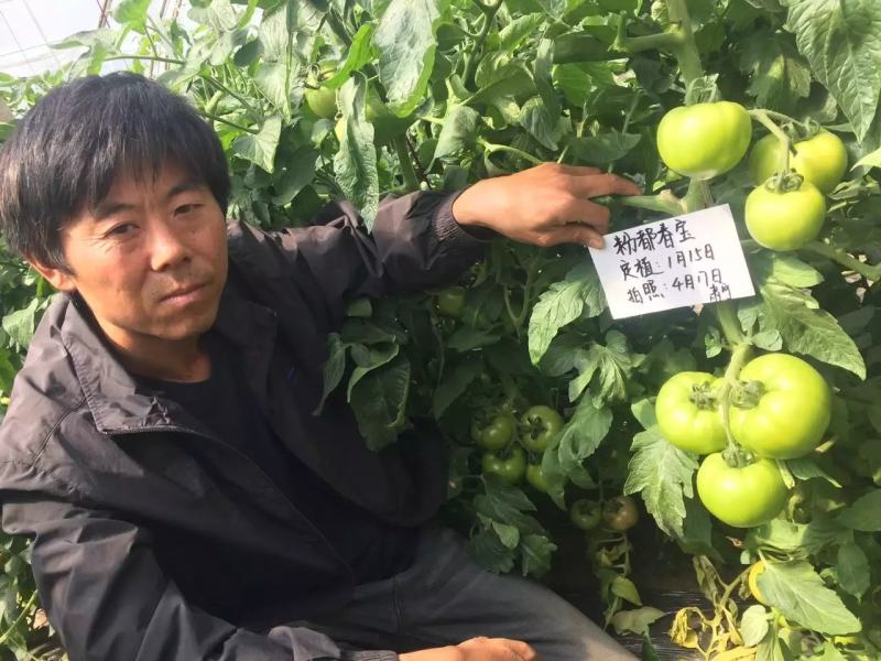 粉都春宝番茄种子果形，高硬度颜色和亮度都大果300克