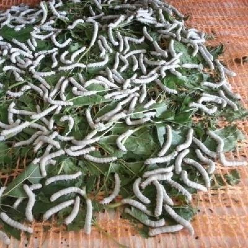 新品中药材蚕砂蚕沙原蚕屎晚蚕沙蚕屎可做蚕沙枕