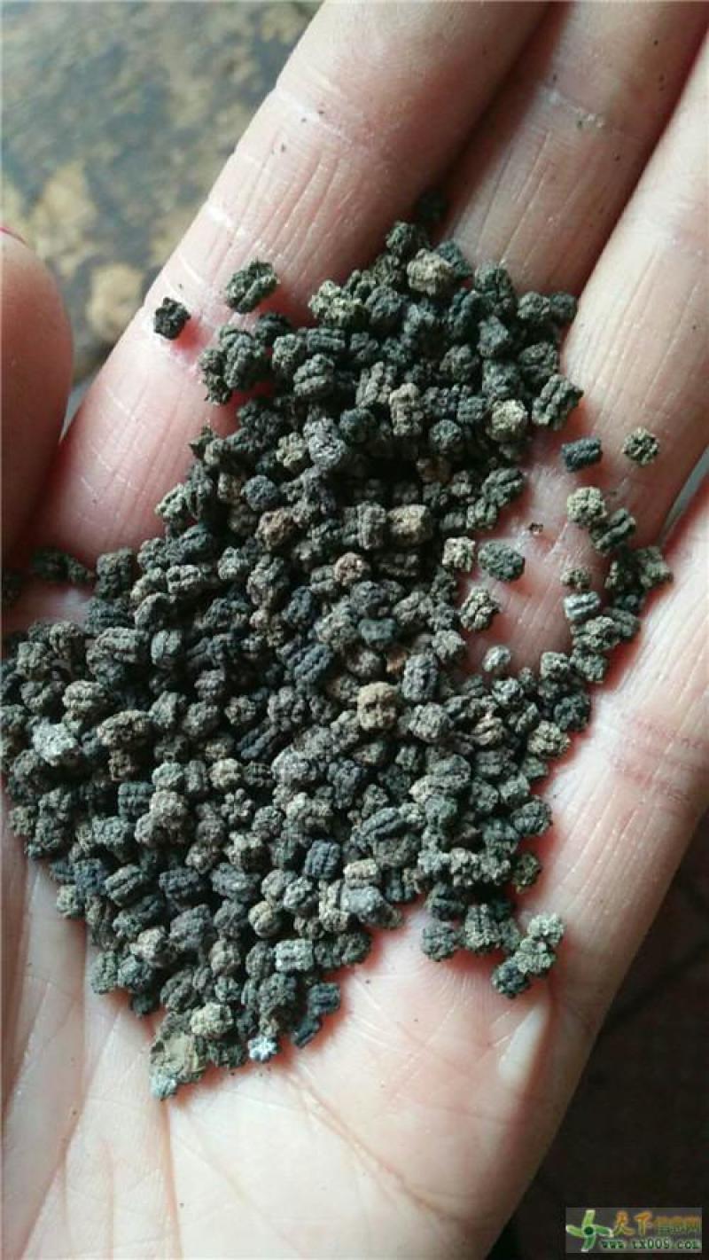 新品中药材蚕砂蚕沙原蚕屎晚蚕沙蚕屎可做蚕沙枕