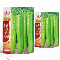 黄帅辣椒种子10克/袋包邮