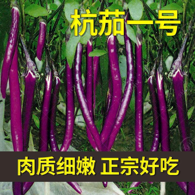 杭茄一号茄子种子紫红色长茄子线茄早熟高产抗病性高产蔬菜种