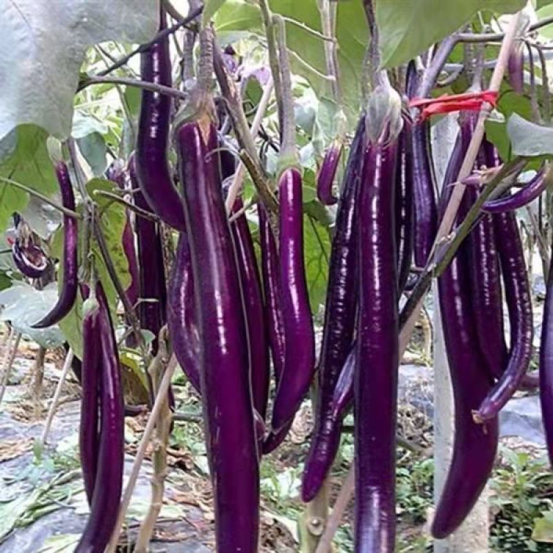 杭茄一号茄子种子紫红色长茄子线茄早熟高产抗病性高产蔬菜种