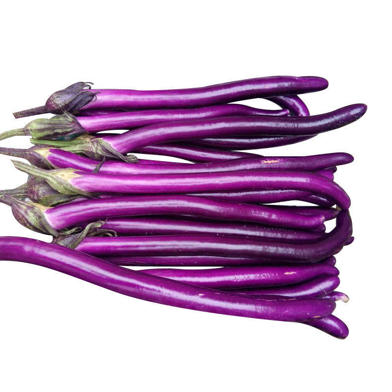 杭茄一号茄子种子紫红色长茄子线茄早熟高产抗病性高产蔬菜种