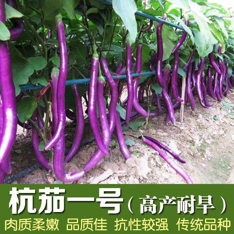 杭茄一号茄子种子紫红色长茄子线茄早熟高产抗病性高产蔬菜种